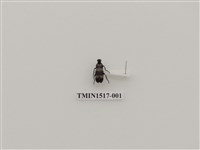 藏品(鞘翅目(三))的圖片